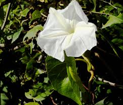 Image result for Ipomoea verbascoidea