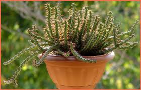 Image result for Euphorbia schinzii