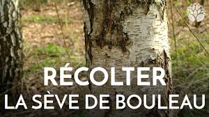 La sève de bouleau est un élixir naturel qui présente de nombreux bénéfices sur la santé: Recolter La Seve De Bouleau Youtube