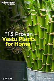 Since one room serves dual purpose, therefore it is important to keep its vaastu in the correct manner. Vastu Plants For Home Vastu Plants For Home Lucky Plant Good Luck Plants