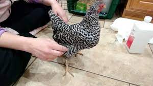 At first, we thought she was constipated, as she hasn't passed anything in days, but i see now there is some clear. How To Drain A Chicken With Water Belly Youtube