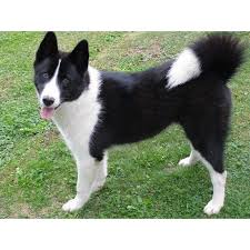 Image result for karelský medvědí pes