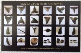 shark teeth and fossils identification chart postcard