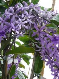 Image result for Petrea volubilis