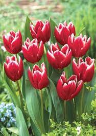 Vampire Mid Season Tulip Tulips Bloms Bulbs Uk Bulb Flowers Tulips Flowers Crocus Bulbs