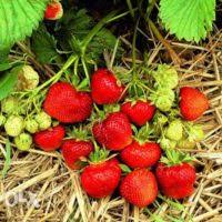 Oferte noi pe post de elvetia. Agricultura Pagina 17 Munca Top Locuri De Munca In Europa Si Romania