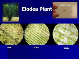 Pink plant cells under microscope. Microscope Magnification Ppt Download