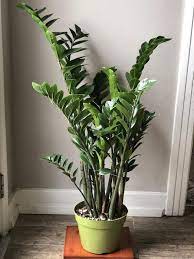8 Zz Plant Zamioculcas Zamiifolia Live House Plant Air Purifying Plant Best Indoor Plants Plants Plant Decor