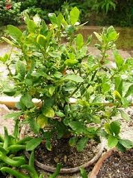 Image result for Dyschoriste hildebrandtii