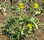 Image result for Sebaea brachyphylla