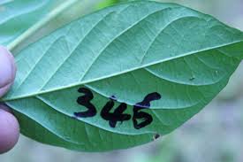 Image result for Rothmannia longiflora