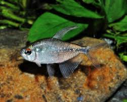 Image result for Tetracera masuiana