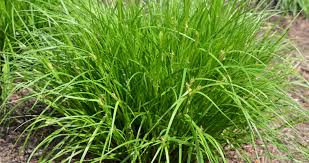 Image result for Sebaea sedoides