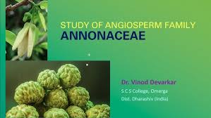 Image result for Annonaceae