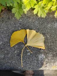 いちょうでちょうちょ 注目の空の写真 ウェザーニュース