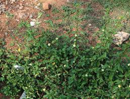 Image result for Malvastrum coromandelianum