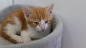 Cats Protection Warrington Receives Purr Fect Surprise With 2 000 Donation Warrington Guardian