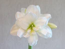 Maybe you would like to learn more about one of these? Care Of Amaryllis After Flowering Horticulture And Home Pest News
