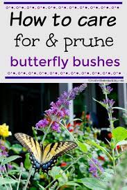 Planting And Care For Buddleia Butterfly Bush In 2020 Butterfly Bush Pruning Butterfly Bush Butterfly Bush Care
