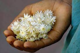 Flower Name Is Bokul Flowers Beautiful Flowers Garden Beautiful Flowers Wallpapers