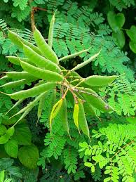 Image result for Caesalpinia decapetala