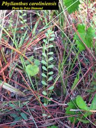 Image result for Phyllanthus graminicola