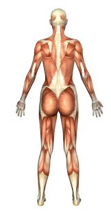 Female organ anatomy diagram awesome body diagram female back body of human for education. T H E S I L H O U E T T E Diagram Of Female Back Pin On Human Anatomy Drawing The Female Reproductive Structure Consists Of A Pair Of Ovaries Uterus Fallopian Tubes Cervix And Vagina
