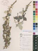 Image result for Julbernardia globiflora