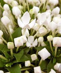 Bouvardia Flowers Bouvardia Flowers Flower Petals Small White Flowers