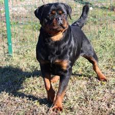 King Rottweilers Sila V Haus Drazic 2 Years Old