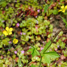 Image result for Eriosema pentaphyllum