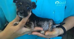 Maybe you would like to learn more about one of these? Cocos Animal Welfare Adopt A Dog
