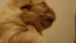 If you would like to reserve a. Puppy Howl Youtube