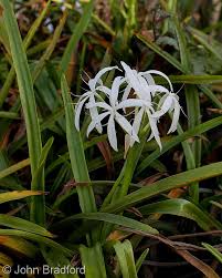 Image result for Crinum stuhlmannii
