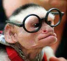 Does This Look Like Someone You Ve Met Lol Funny Monkey Pictures Monkeys Funny Funny Happy Birthday Pictures