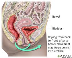 The iliopsoas is a muscle group composed of the the psoas major and the iliacus that is essential for hip flexion. Urinary Tract Infection Adults Medlineplus Medical Encyclopedia