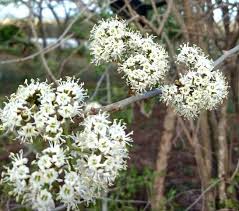 Image result for Ehretia obtusifolia