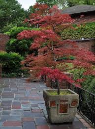 10 Most Essential Container Garden Design Tips And Ideas The Art In Life Container Garden Design Potted Trees Japanese Garden