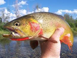 Pin On Cutthroat Trout