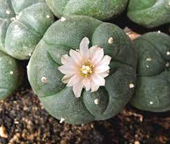 To extract in water one needs to mash the cactus and boil for several hours. Peyote Basic Info Lophophora Williamsii Psycheplants Iceers