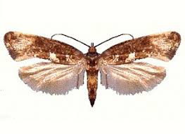 Image result for Achyropsis