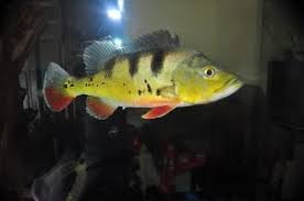 Breeding Peacock Bass Cichla Ocellaris Gerryjun Abaluna