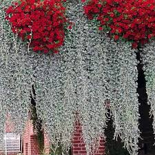 Www Poetschke De Out Pictures Master Product 1 440150 00 Gpie Jpg Balkon Pflanzen Hangepflanzen Pflanzen