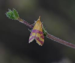 Image result for Pyrausta sanguinalis