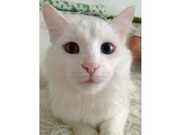 Tyrkisk Angora Lütfü von Frankenthal DK (Styrmand smisk)