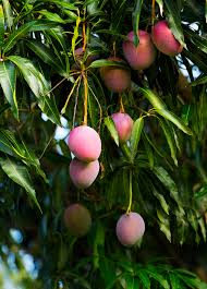 Image result for Mangifera