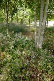 Image result for Asterochaete