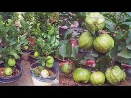 How To Plant Grow Guava Tree Bonsai In Pot Make You Millionaire Complete Growing Guide Youtube