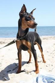 Miniature Pinscher Origin Germany Colors Red Black And Tan Chocolate And Tan Size Small Type Of Toy Dog Breeds Mini Pinscher Miniature Pinscher Dog