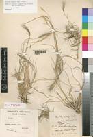 Image result for Aristida congesta